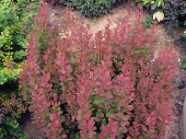 Berberis thunbergii 'Red Rocket' 